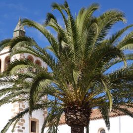 Eglise de Betancuria Fuerteventura Canaries sur savour.eu